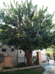 La Locanda del Gelso Bianco