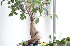 Bed & Breakfast Notte Stellata