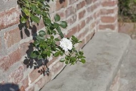 Locanda Dell' Orso Bevitore