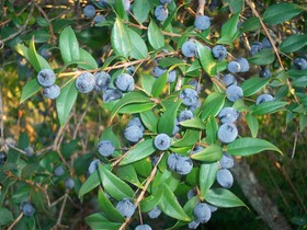 Arcamyrtus