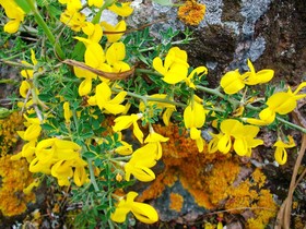 Arcamyrtus