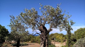 Arcamyrtus