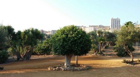 B&B Lekythos