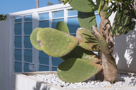 Casa Vacanze Ibiscus