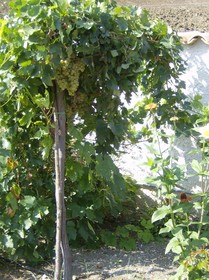 Casale Margherita