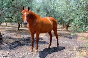 Tenuta di Roccadia