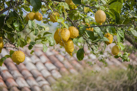 Azienda Agrituristica Bergi