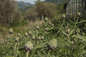 Azienda Agrituristica Bergi
