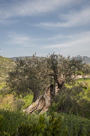 Azienda Agrituristica Bergi