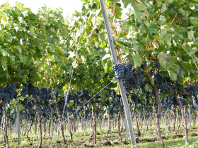Etna Wine Agriturismo