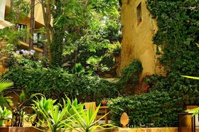 Alberi del Paradiso
