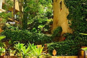 Alberi del Paradiso