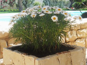Il Giardino Dei Carrubi