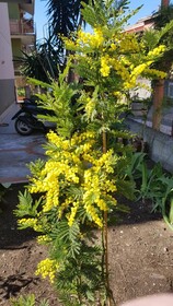 Mimosa Bed and Breakfast