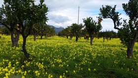 Villa Laura Apartment