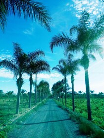 Villa Laura Apartment