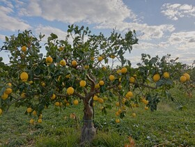 Villa Laura Apartment