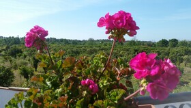 Villa Laura Apartment