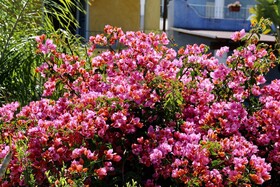 Bougainville