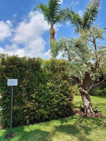 Villa Carlino