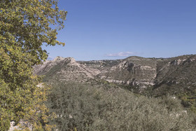 Tenuta Olive Alive
