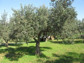 Bed and Breakfast La Zagara