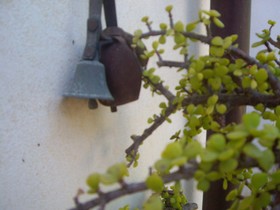 La Bianca Scogliera