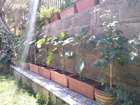 L'uliveto