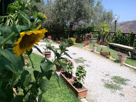 L'uliveto