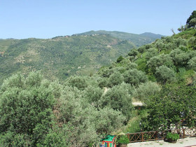 L'uliveto