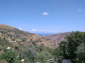 L'uliveto
