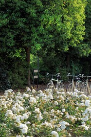Donna Carmela Resort & Lodges