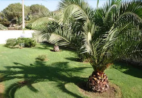 Perla del Sole