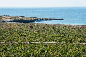 Firriato Hospitality - Calamoni di Favignana Apartments & Wine Experience