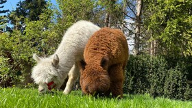 Dolomit Homes & Hotel