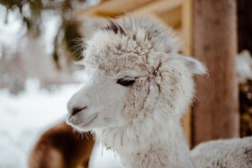 Dolomit Homes & Hotel