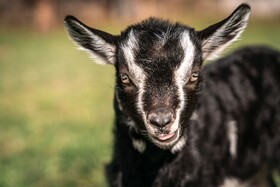 Maraias - Luxury Suites & Apartments