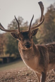 Maraias - Luxury Suites & Apartments