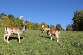 Maraias - Luxury Suites & Apartments