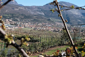 Bed and Breakfast La Betulla