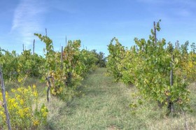 Fattoria Di Rimezzano
