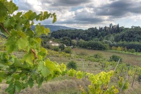 Fattoria Di Rimezzano