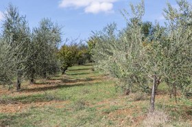 Fattoria Di Rimezzano