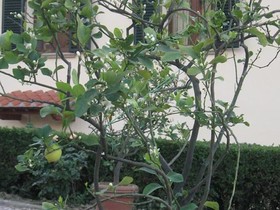 La Capperaia