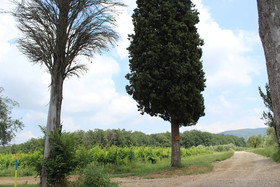 La Cascianella