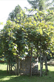 Le Quercioline