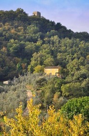 Petrolo