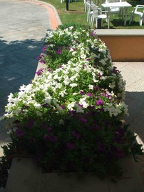 Hotel Bisenzio