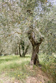 Villa Delia Hotel & Cooking School