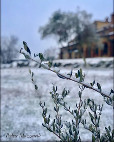 Podere Mazzarelle
